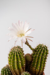 Macro close up of light pink flowers of cactus. Cactus in Bloom. Blooming cactus flower.