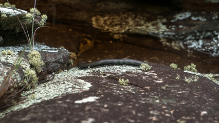lizard on the rock