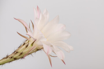 Fototapeta premium Macro close up of light pink flowers of cactus. Cactus in Bloom. Blooming cactus flower.