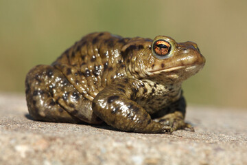 A portrait of a Common Toad during the migration in spring
