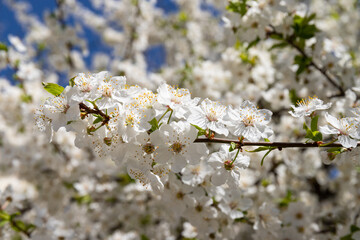 Beautiful branches of blossoming cherries. Beautiful abstract spring background.