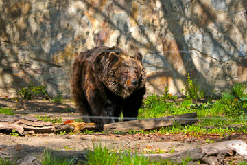 Big dark wild bear in the forest. Wild animals.