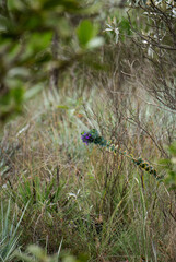 flower in the mountains