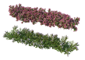 The shrub has flowers on a white background.