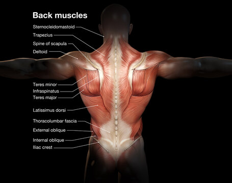 Back muscles. Superficical muscles. Labeled 3D illustration.