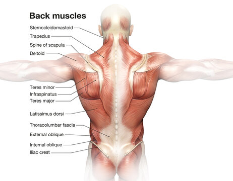 Back muscles. Superficical muscles. Labeled 3D illustration. White background