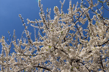 Beautiful branches of blossoming cherries. Beautiful abstract spring background.