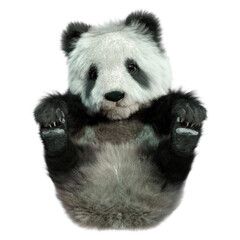 3D Rendering Panda Bear on White © photosvac