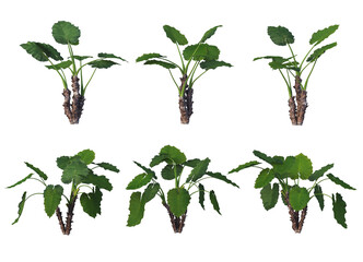 Green-leaved plants on a white background