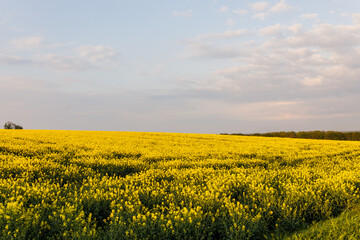 Ciepły dzień na wsi. Żółte pole rzepaku. Droga polna rolnictwa, droga do pól rzepakowych