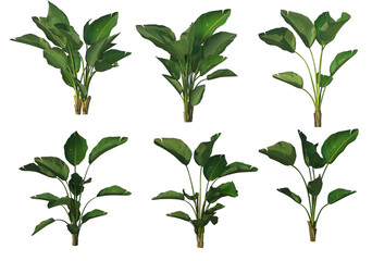 Green-leaved plants on a white background