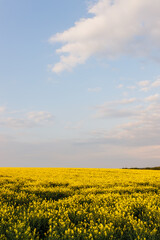 Fototapeta premium Ciepły dzień na wsi. Żółte pole rzepaku. Droga polna rolnictwa, droga do pól rzepakowych