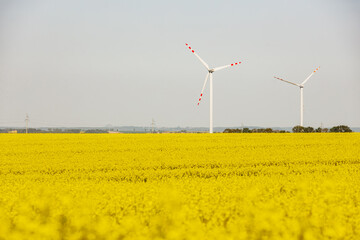 Farma wiatrowa. Elektryczne turbiny wiatrowe w kwitnącym polu rzepaku - obrazy, fototapety, plakaty