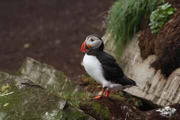 Maskonur Puffin © Karbek