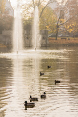 Pływające ptaki po wodzie w parku o wschodzie słońca © Katarzyna