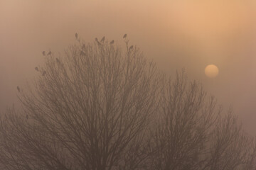 Drzewa o wschodzie słońca we mgle - obrazy, fototapety, plakaty