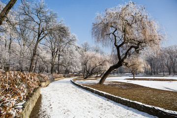 Park zimą. Ośnieżone alejki i drzewa © Katarzyna