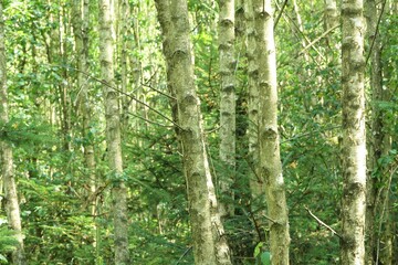 Fototapeta premium Birkenwald