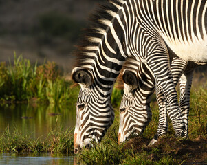 Fototapeta na wymiar Zebra Drinking from Waterhole 