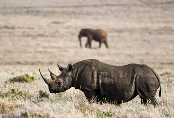 Obraz premium Black Rhino with Elephant