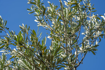 Green olives growing in olive tree, in Mediterranean plantation, Catalonia, Spain