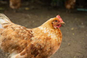 Hen in organic chicken farm. Looking food in the farm