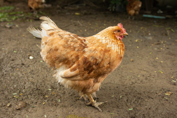 Hen in organic chicken farm. Looking food in the farm