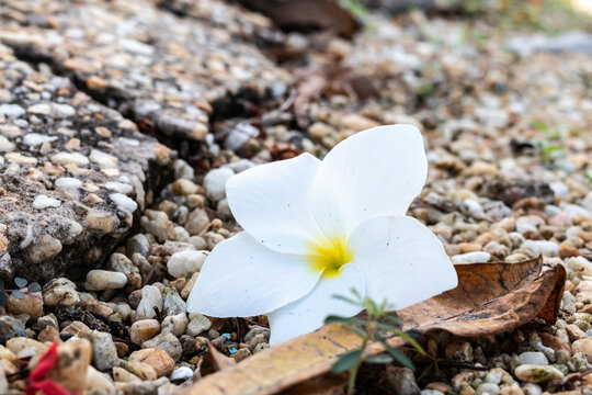 A fallen frangipani flower lies on a patch of gravel on the Caribbean island of Trinidad on a warm spring day. Beautiful, white petals, yellow centre, exotic, tropical, lonely. - Powered by Adobe