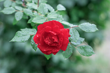 Red rose with water drops close-up outdoors