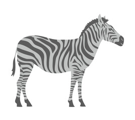 Fototapeta na wymiar Striped zebra. Herbivorous hoofed mammal. African wild animal. Fauna and zoology. cartoon vector illustration isolated on white background