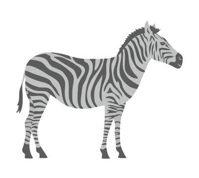 Striped zebra. Herbivorous hoofed mammal. African wild animal. Fauna and zoology. cartoon vector illustration isolated on white background