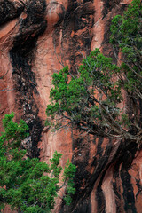 678-23 Desert Varnish and Foliage