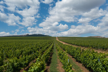 Fototapeta na wymiar Vineyard landscape in summer, Azerbaijan Shamakhi