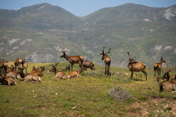 Safari park in Azerbaijan Shamakhi, herd of deer