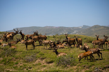 Safari park in Azerbaijan Shamakhi, herd of deer