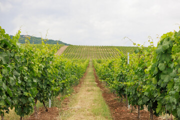 Vineyard landscape in summer, Azerbaijan Shamakhi