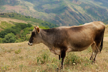 Mountains and hills landscape in sunny day, cows grazing