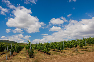 Fototapeta na wymiar Vineyard landscape in summer, Azerbaijan Shamakhi