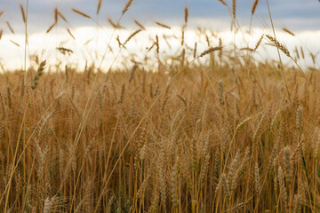 Fototapeta premium Golden ear field at sunset time
