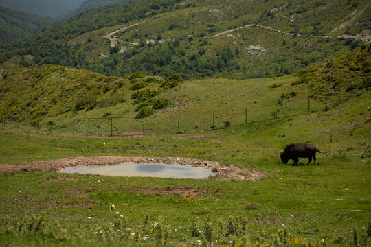 Aurochs grazing among jills and mountains in Safari park, Azerbaijan