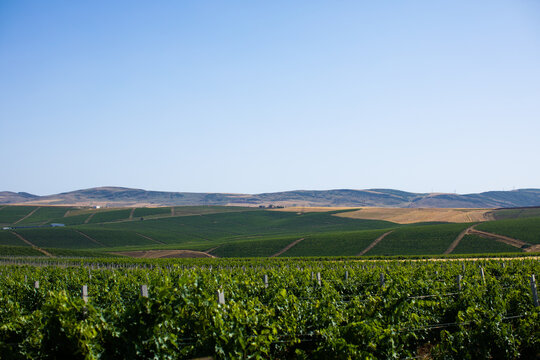 Vineyard landscape in summer, Azerbaijan Shamakhi