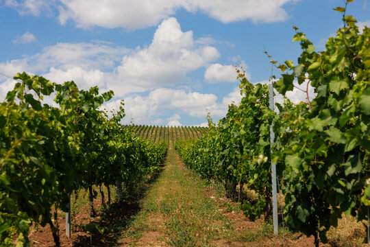 Vineyard landscape in summer, Azerbaijan Shamakhi