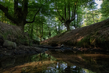 Fototapeta na wymiar Solitary beech forest in northern Spain with river crossing
