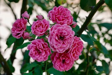 pink and white roses