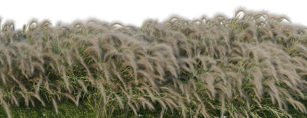 Streaky grass on a white background.