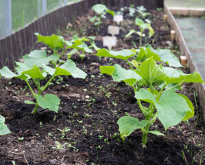 Cucumber seedlings in greenhouses on the farm. The cultivation of cucumbers. Growing of vegetables in greenhouses. Ecologically clean healthy vegetables without pesticide. Organic natural products