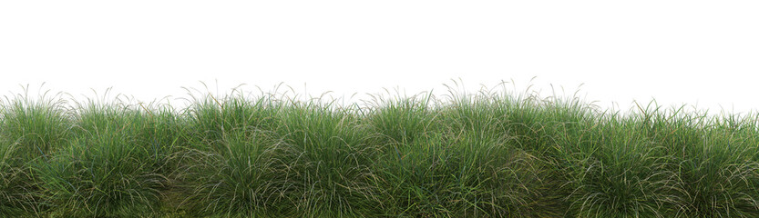 Obraz na płótnie Canvas Streaky grass on a white background.