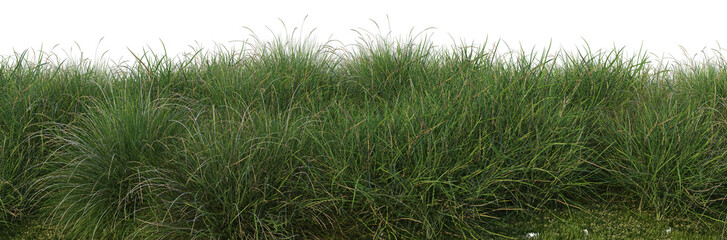 Streaky grass on a white background.