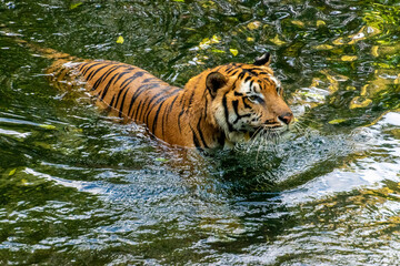 Bengal Tiger Swimming in the river