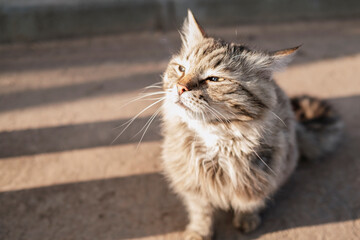 Obraz premium A fluffy gray cat walks along the embankment. The cat is basking in the sun on a summer day.